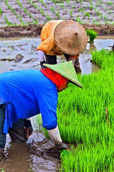 Lavorare nella risaia, piantare il riso — Foto Stock
