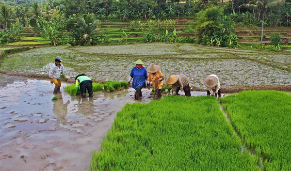 쌀을 재배 쌀 필드에서 근무 — 스톡 사진