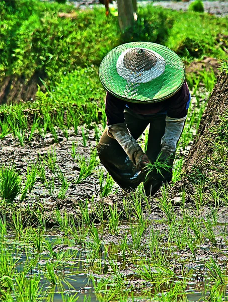 Lavorare nella risaia, piantare il riso — Foto Stock
