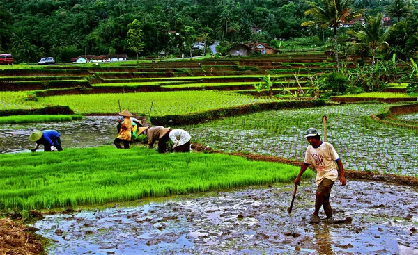 Arbetar på risfält, plantera ris — Stockfoto