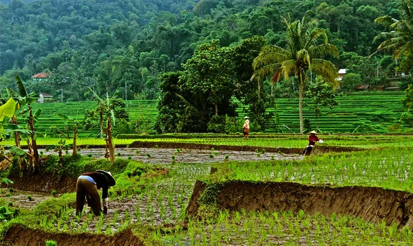 Working at rice field, planting the rice — Stock Photo, Image