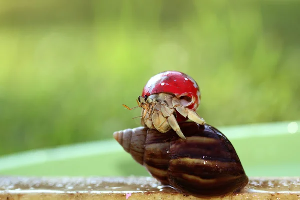 Cockle and snail — Stock Photo, Image