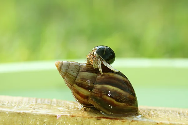 Kokkel en slak — Stockfoto