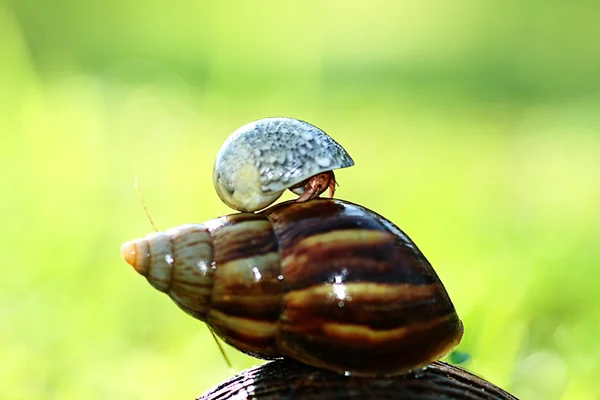 Herzmuschel und Schnecke — Stockfoto