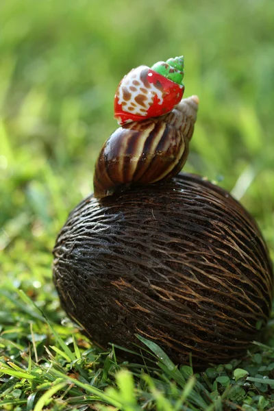 Cockles e caracol — Fotografia de Stock