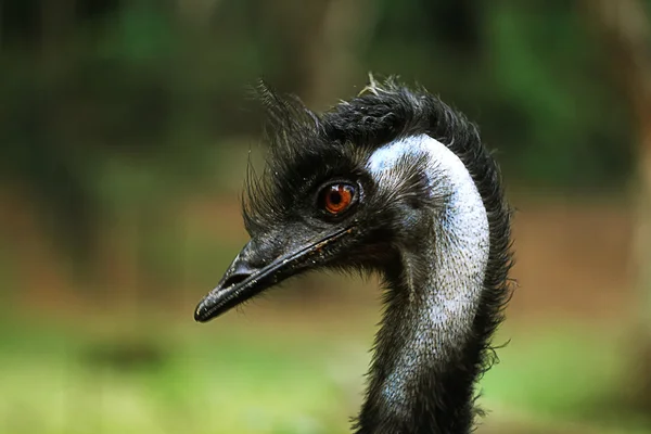 Ostrich head — Stock Photo, Image