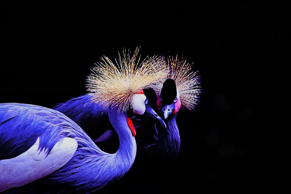 Birds with crest — Stock Photo, Image