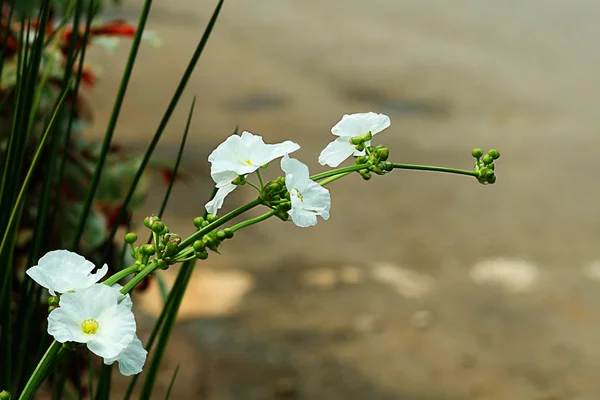 Flower — Stock Photo, Image