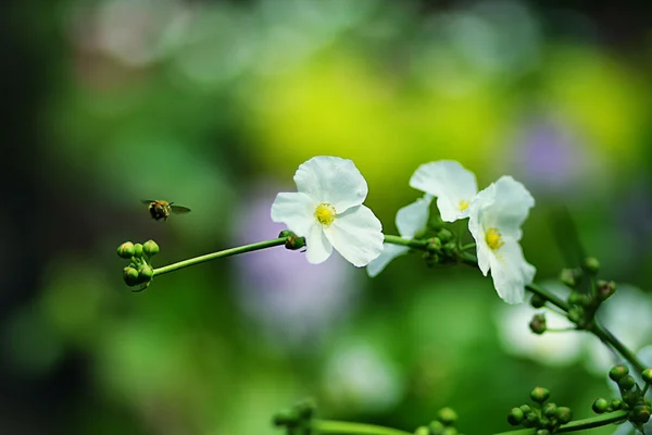 Blume — Stockfoto