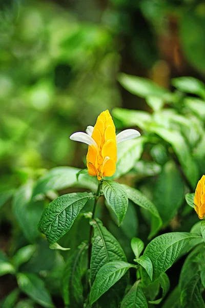 Flower — Stock Photo, Image