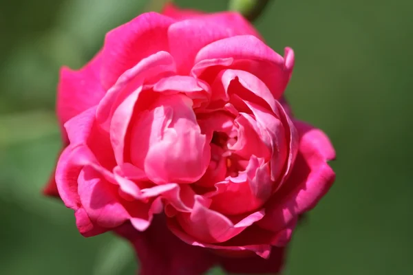 Flower — Stock Photo, Image