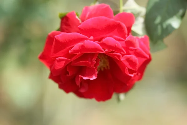 Flower — Stock Photo, Image