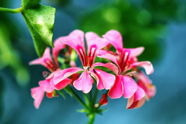 Flower — Stock Photo, Image