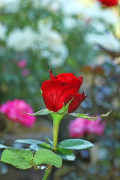 Flower — Stock Photo, Image