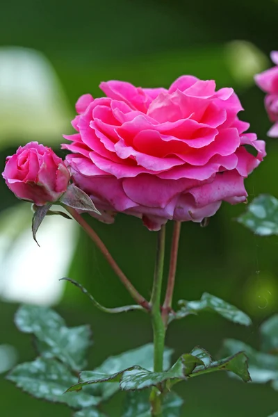 Flower — Stock Photo, Image