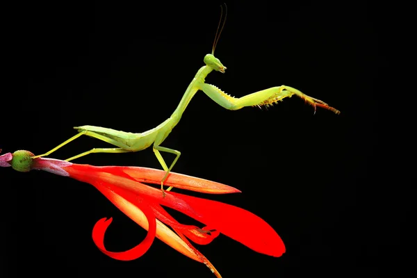 Mantis — Photo