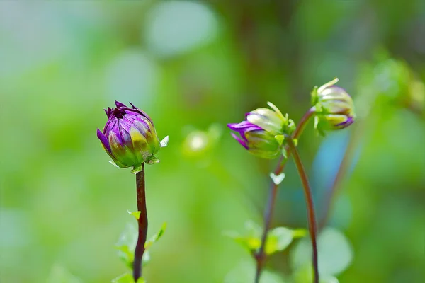 Flower and grass — Stock Photo, Image