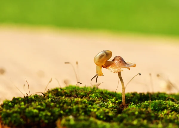 Baby snail — Stock Photo, Image