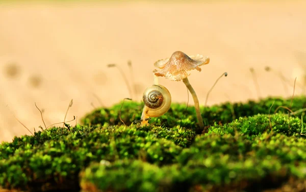 Caracol bebé —  Fotos de Stock