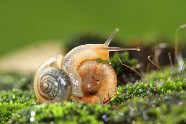 Caracol bebé — Fotografia de Stock