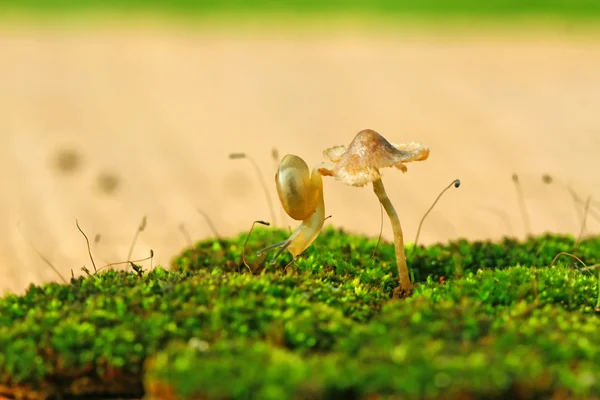 Baby snail — Stock Photo, Image