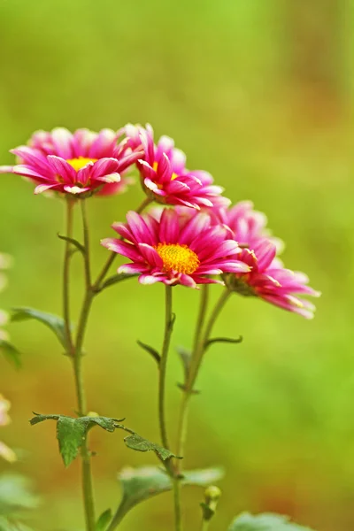 Kukka — kuvapankkivalokuva