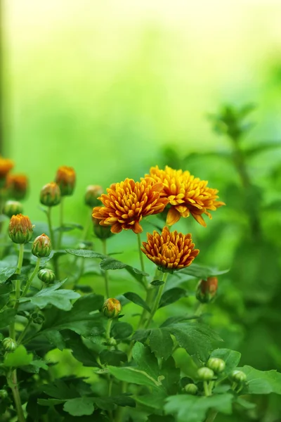 Flower — Stock Photo, Image