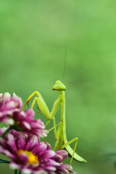 Flor — Fotografia de Stock