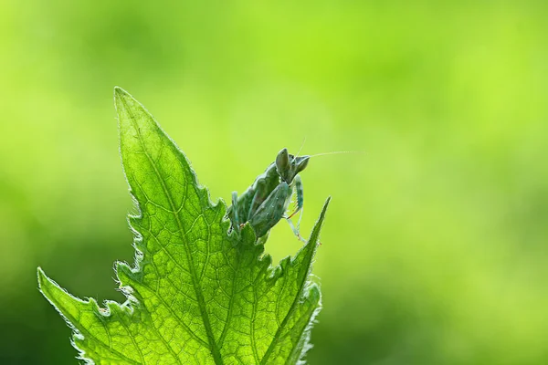 Makro fotografie a zvířata — Stock fotografie