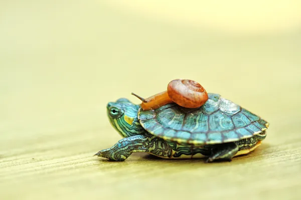 Makro fotografie a zvířata — Stock fotografie