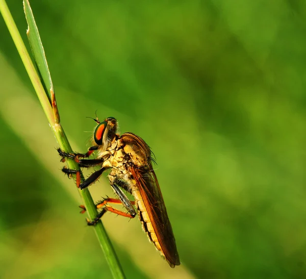 Makrofotografie und Tiere — Stockfoto