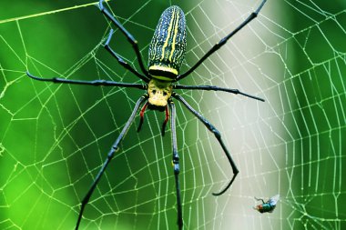 makro fotoğrafçılık ve hayvanlar