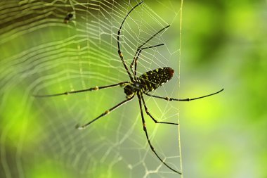 makro fotoğrafçılık ve hayvanlar