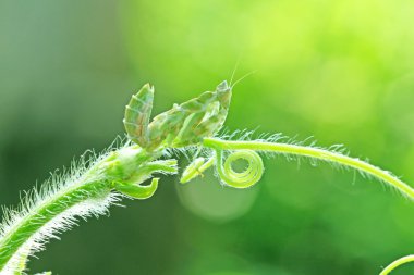 makro fotoğrafçılık