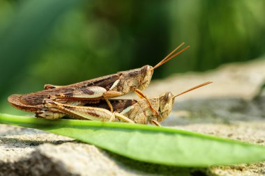 makro fotoğrafçılık