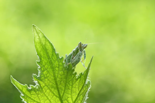 Makro fotografie — Stock fotografie