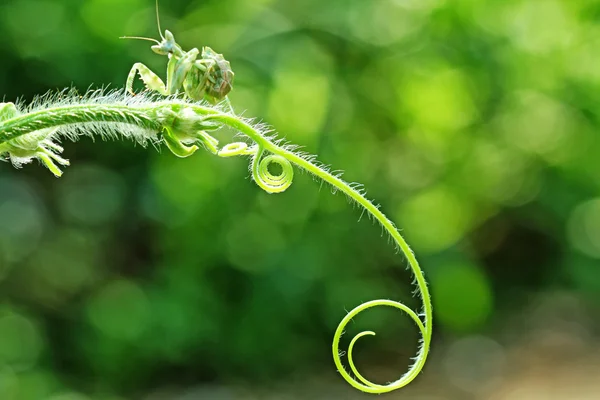 Macro photography — Stock Photo, Image