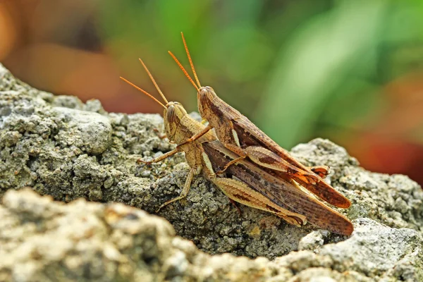 Makrofotografie — Stockfoto