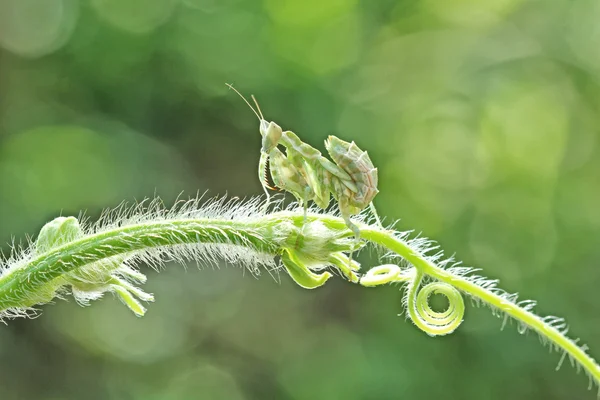 Macro photography — Stock Photo, Image