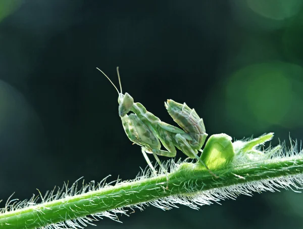 Makrofotografie — Stockfoto