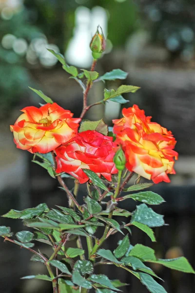 Bloemen en bomen — Stockfoto