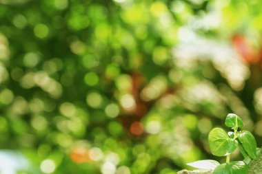 çiçekler ve ağaçlar