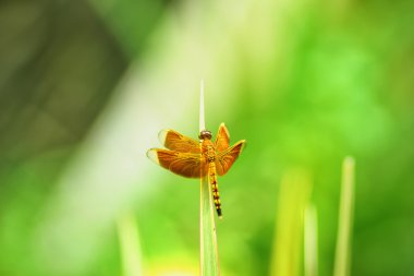 makro fotoğrafçılık