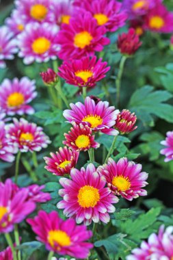 çiçekler ve ağaçlar