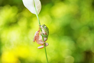 makro fotoğrafçılık, küçük hayvan