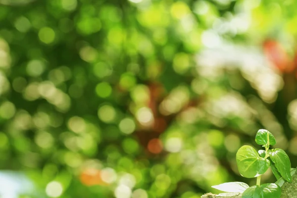 Flowers and trees — Stock Photo, Image