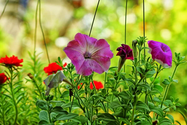 Blommor och träd — Stockfoto