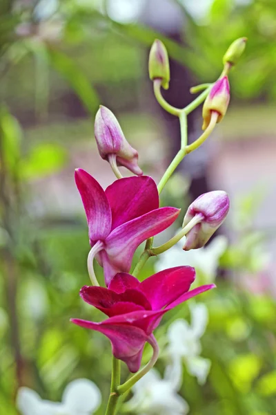 Blommor och träd — Stockfoto