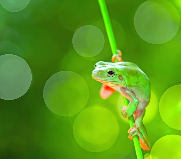 Makro fotografie malých zvířat — Stock fotografie