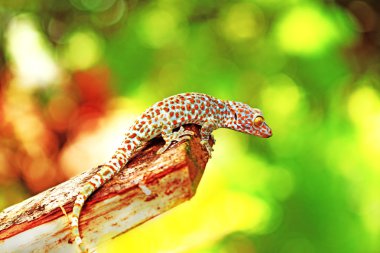 makro fotoğrafçılık, küçük hayvan